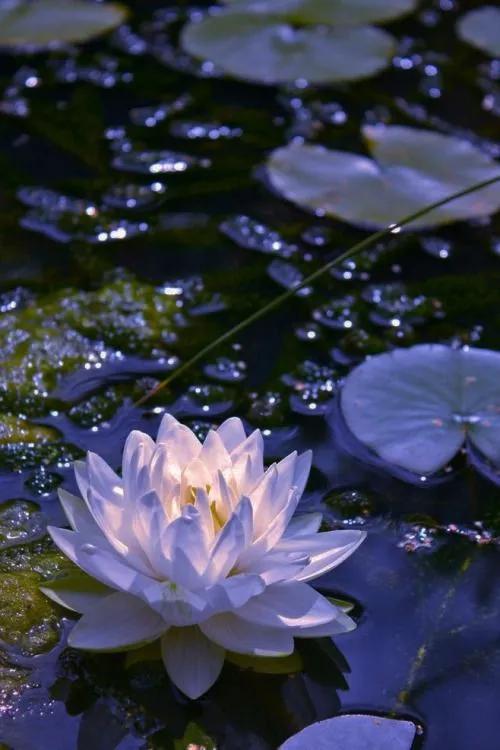 Purely Green tweet media