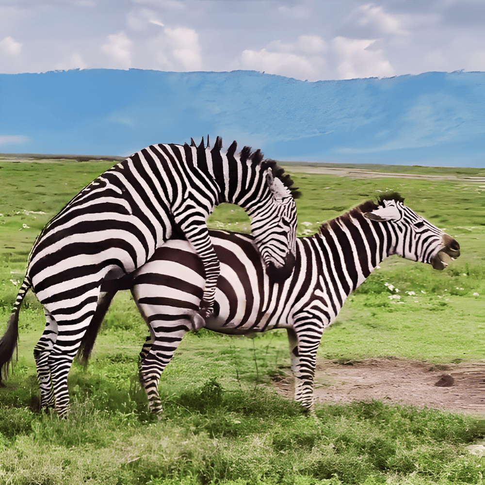 PumpTrumpJr's tweet photo. HAHA thats funny
$ZEBRA fuck or get fucked

this could send

BExGmZTXm1LBQybs3ZoTi9x9CEy4Sp2XqwJF6fV8pump https://t.co/u8daTBfZwQ