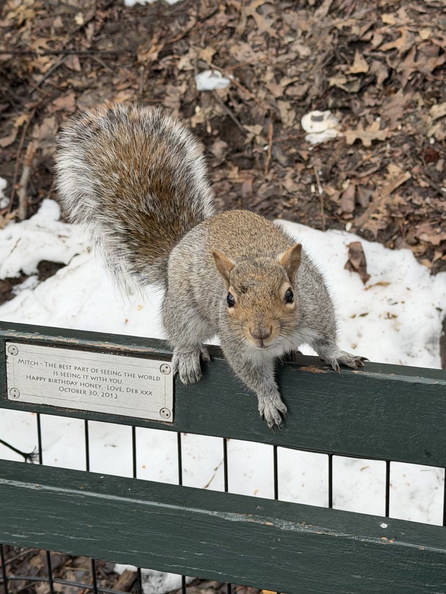 Fuzzy Squirrels tweet media