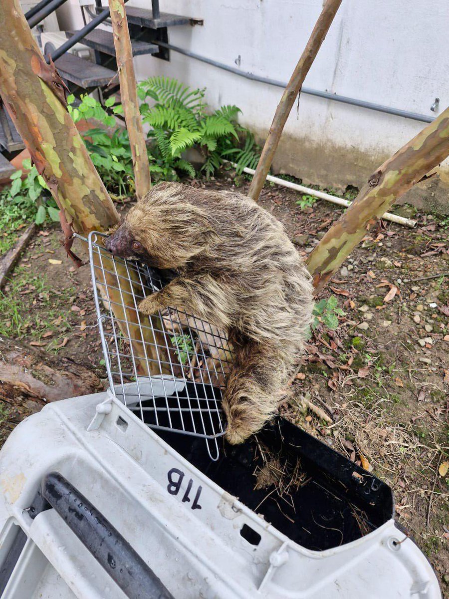Carabineros de Colombia tweet media