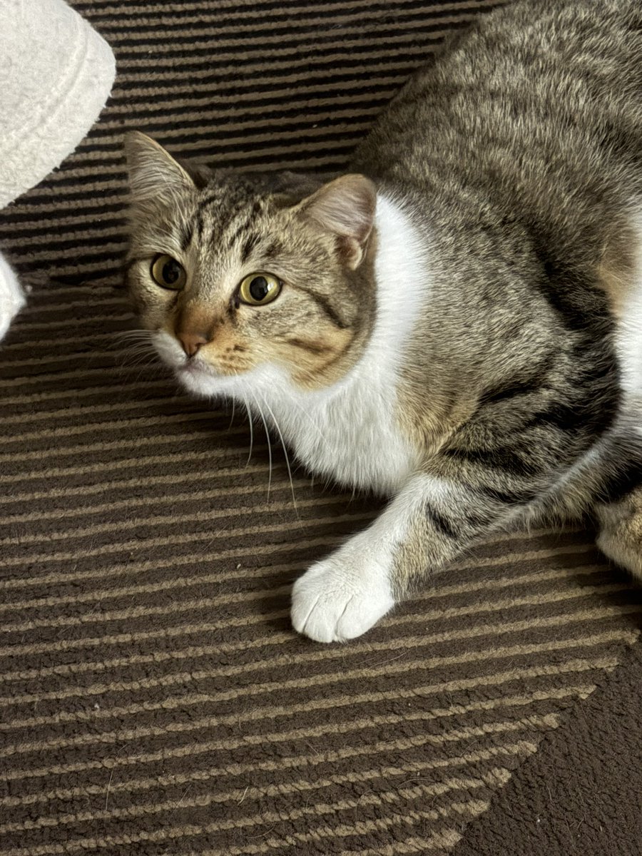 Della triste storia di ZEUS rimane lei..TATINA la sua amica di vita..l'ho ripresa io e la sto stallando ma purtroppo il mio gatto non la accetta e sto impazzendo con lui stressato e lei povera sempre nascosta..serve adozione URGENTE per questa piccolina  1 anno circa sterilizzata