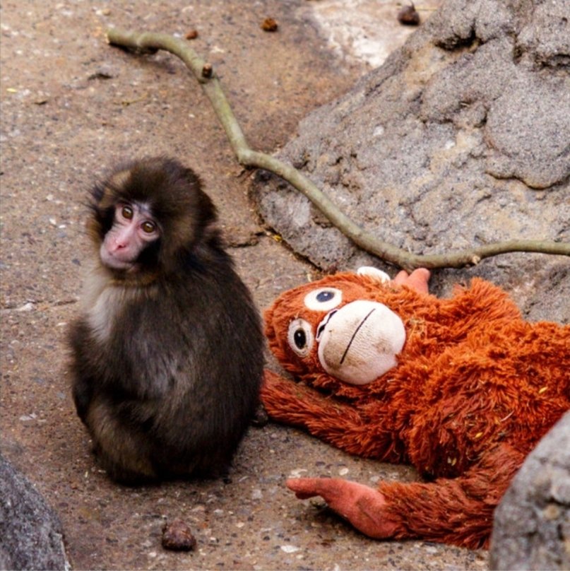 Me and my pirate crew will find the One Piece!