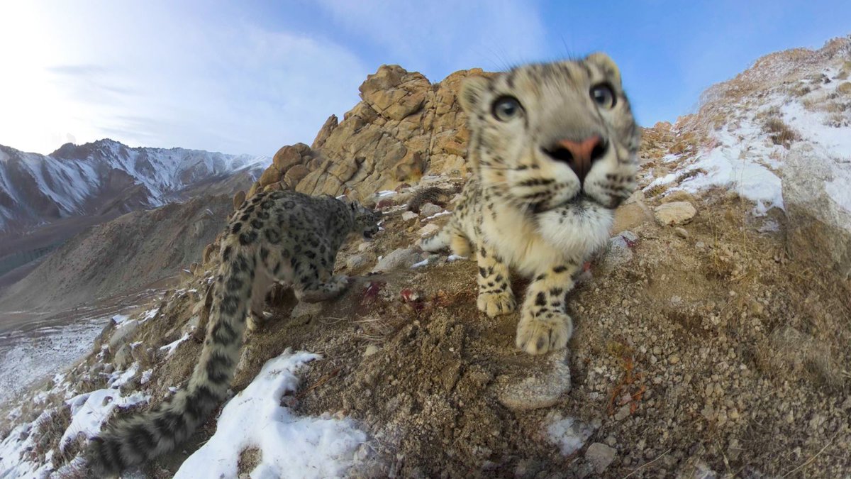 trailcam (@trail_cams) on Twitter photo 