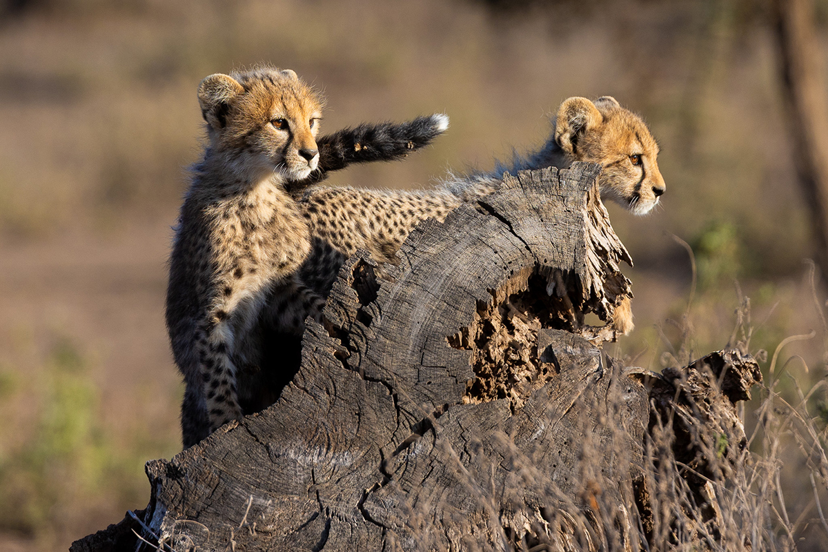 Big Life Foundation tweet media