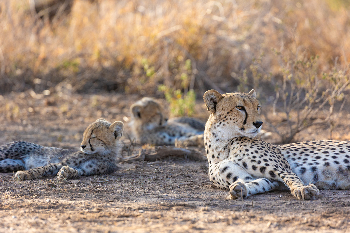 Big Life Foundation tweet media