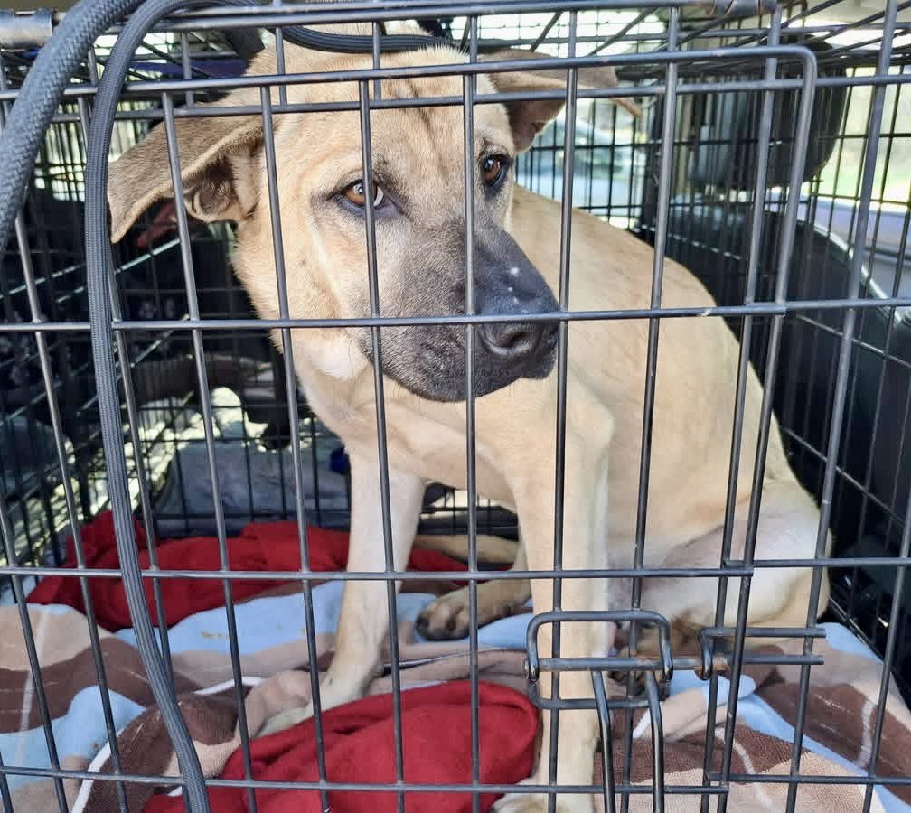 Donna Lac tweet media