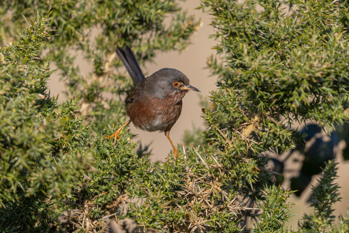 New Forest NPA tweet media