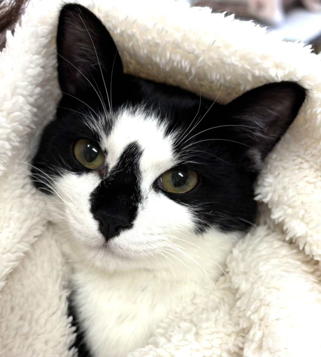 subeneko5656's tweet photo. ＃拡散希望

保護猫讓渡会

3月8日（日）
午後1時～3時
天白区・野並どうぶつ病院
天白区野並3丁目484
地下鉄桜通線野並駅下車徒歩5分
※Pあり （病院正面・横）

かわいいにゃんこ達がお待ちしております🐾

＃保護猫譲渡会
＃里親募集猫
#ねこ好きさんと繋がりたい
＃ねこすたぐらむ https://t.co/sqcImC3yOM