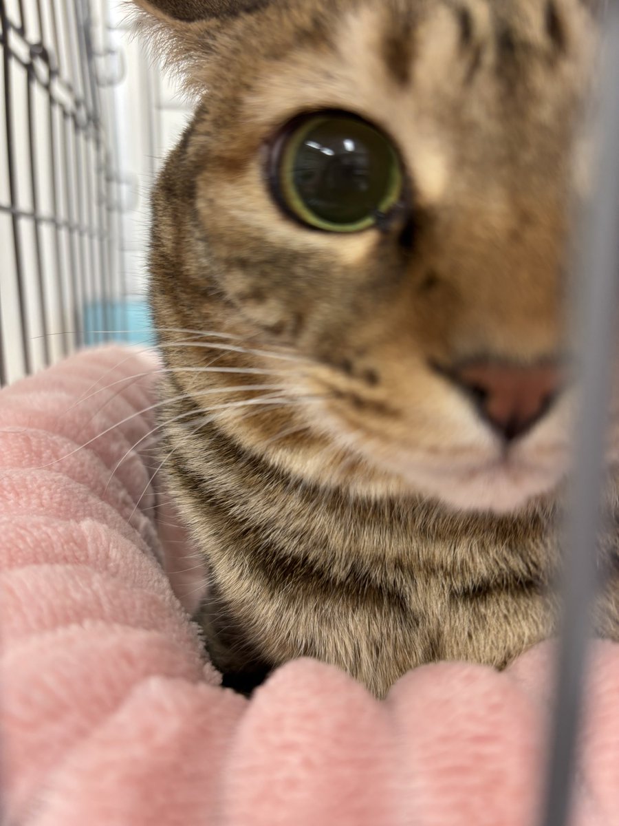 subeneko5656's tweet photo. ＃拡散希望

保護猫讓渡会

3月8日（日）
午後1時～3時
天白区・野並どうぶつ病院
天白区野並3丁目484
地下鉄桜通線野並駅下車徒歩5分
※Pあり （病院正面・横）

かわいいにゃんこ達がお待ちしております🐾

＃保護猫譲渡会
＃里親募集猫
#ねこ好きさんと繋がりたい
＃ねこすたぐらむ https://t.co/sqcImC3yOM