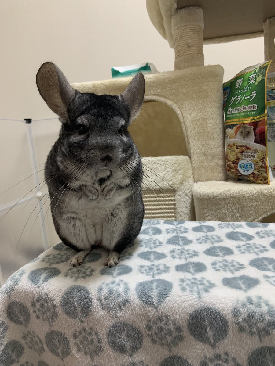 ぽこすけ tweet media