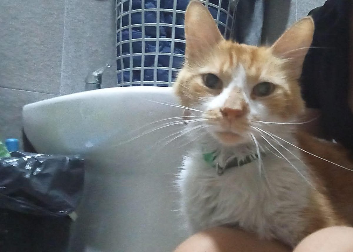 #Parecenperdidos 📢📢📢
RT RT RT 
Parece perdido.
Aparecio El sábado a las 5 de la tarde en Alberdi y cafayate.
Mataderos.
Si es tu gato este hermoso colorado, super cariñoso, escribile ya a Priscilla al 11 6660-3278
tiene collarcito verde SIN chapita, o sea, ⬇️