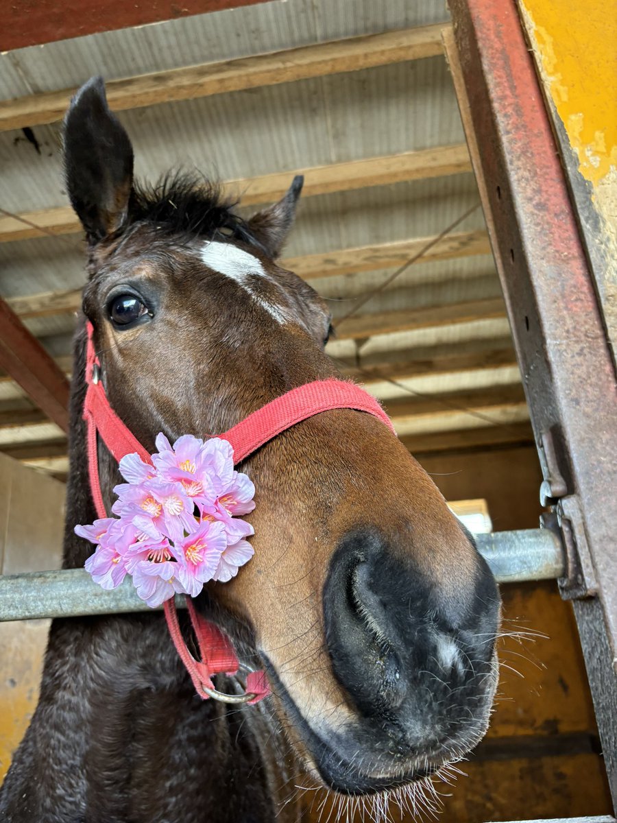 今日はひな祭り🎎
うちのかわいこちゃん(ライブリースプライト2024)が桃の節句にふさわしいおめかしをしてくれました🌸
#ひなまつり #アルアイン産駒 #撮影に協力的 #ありがとう