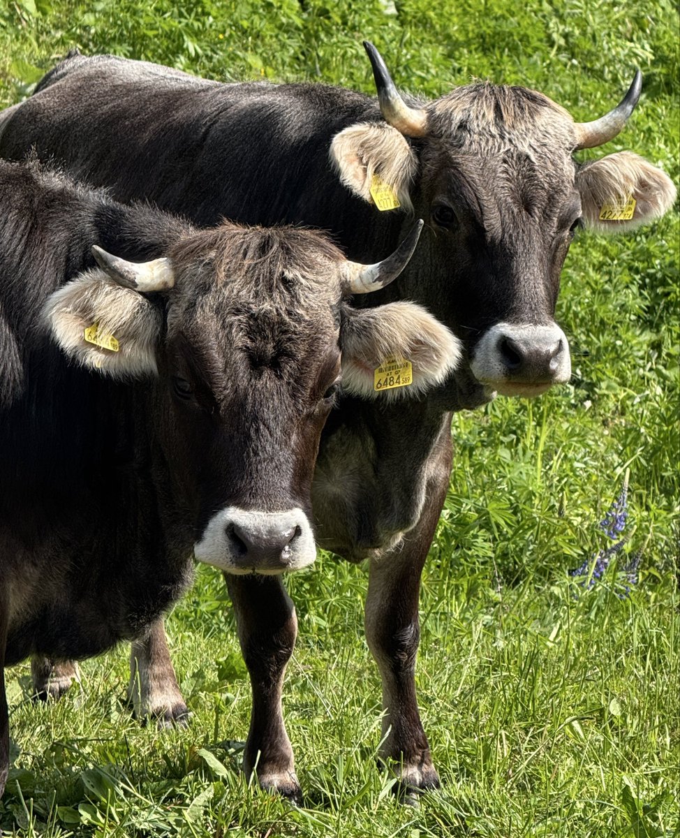 wineismysaviour's tweet image. This inquisitive pair. #two