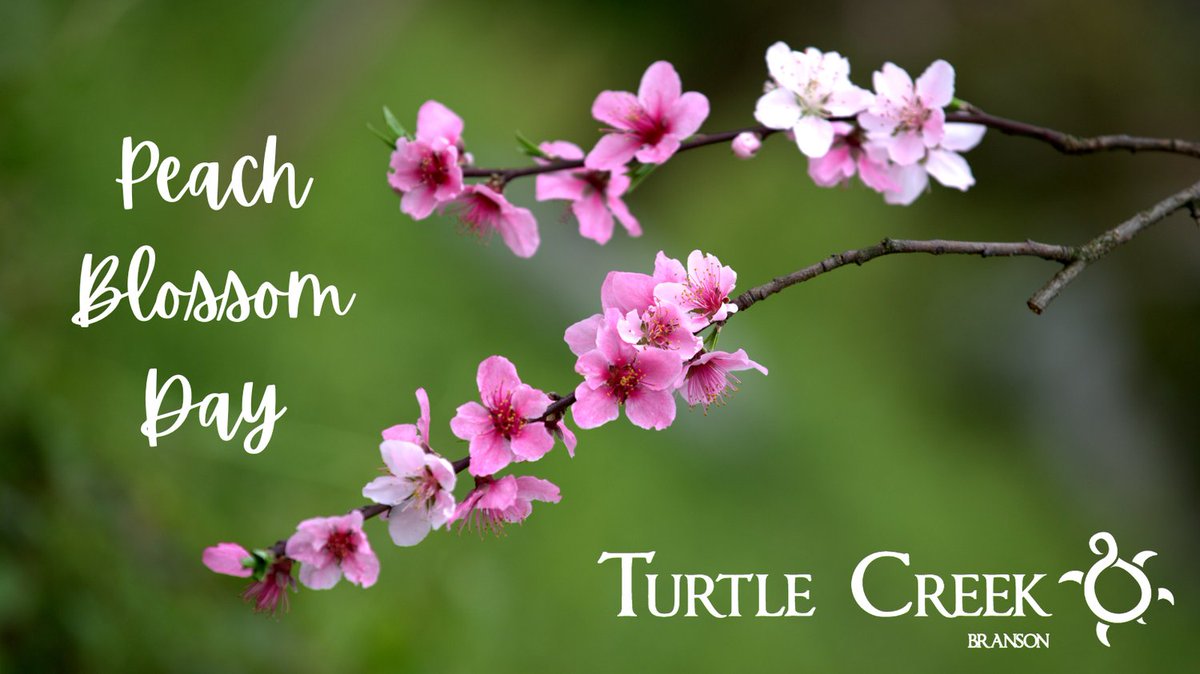 Turtle Creek Branson tweet media