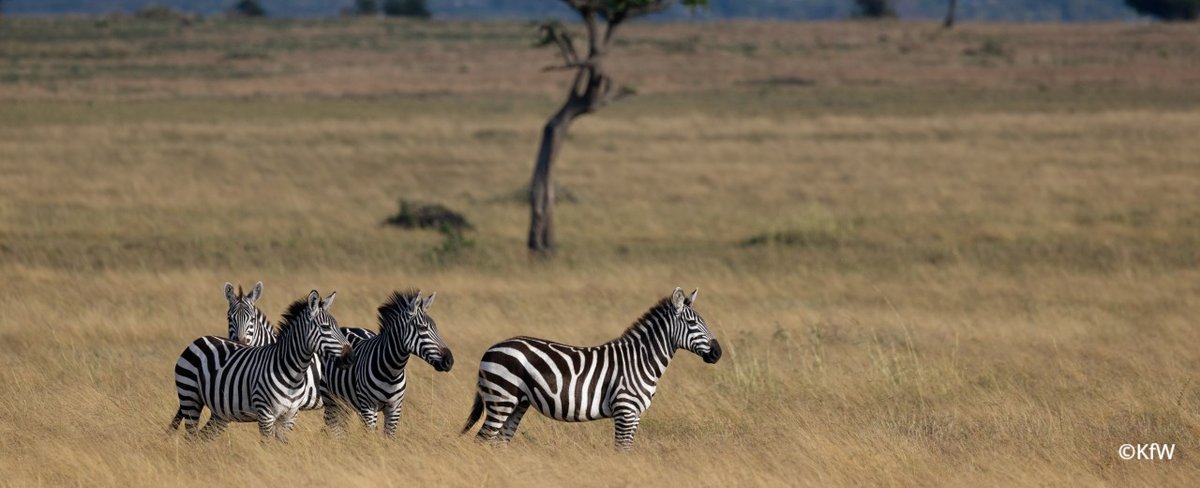 KfW_FZ's tweet photo. Heute ist #WorldWildlifeDay 🌿 Biodiversität sichert Ökosysteme, Ernährung und Klima. Der Schutz vielfältiger Lebensräume ist zentral für nachhaltige Entwicklung. Mehr zu unserem Engagement für Biodiversität hier: https://t.co/FSgXhO2aAy 
#KfW #NaturSchützen https://t.co/P0QN5RNzeR