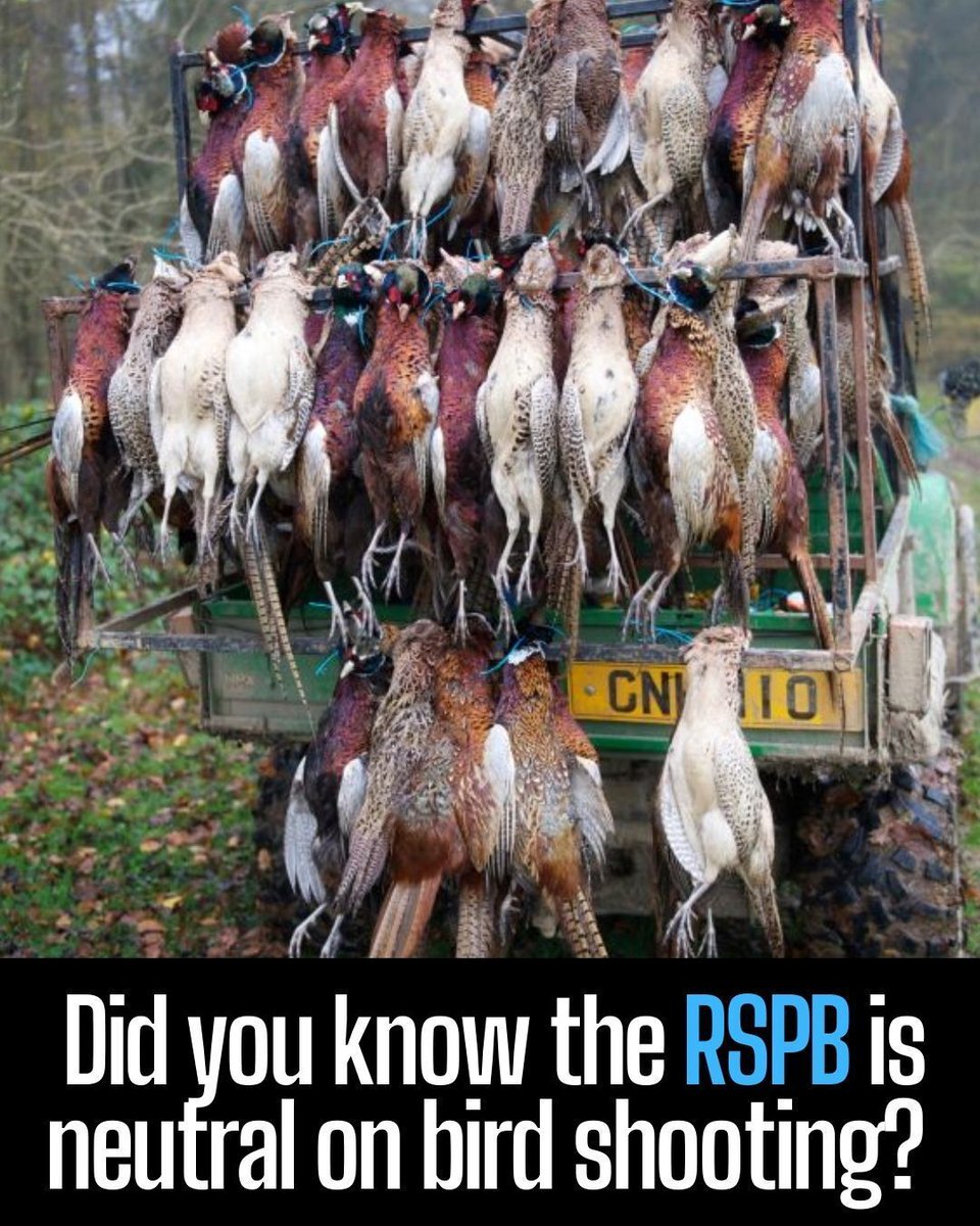 End Bird Shooting tweet media