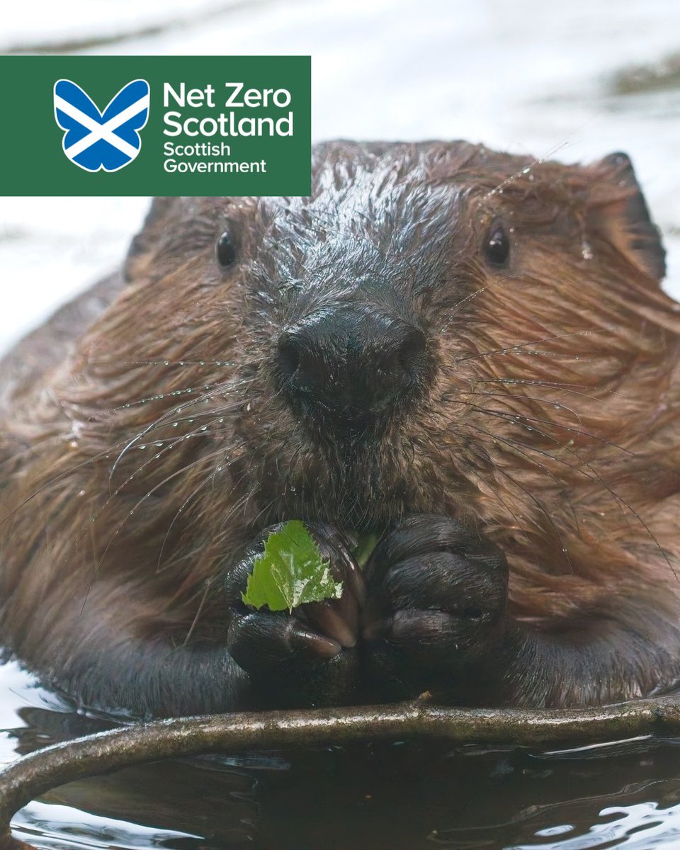 Net Zero Scotland tweet media