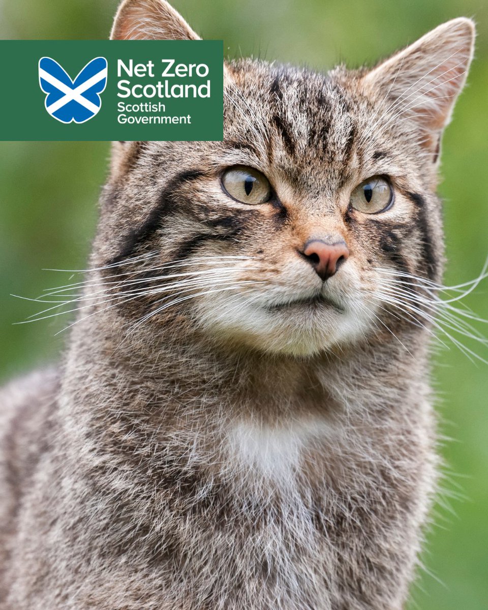 Net Zero Scotland tweet media