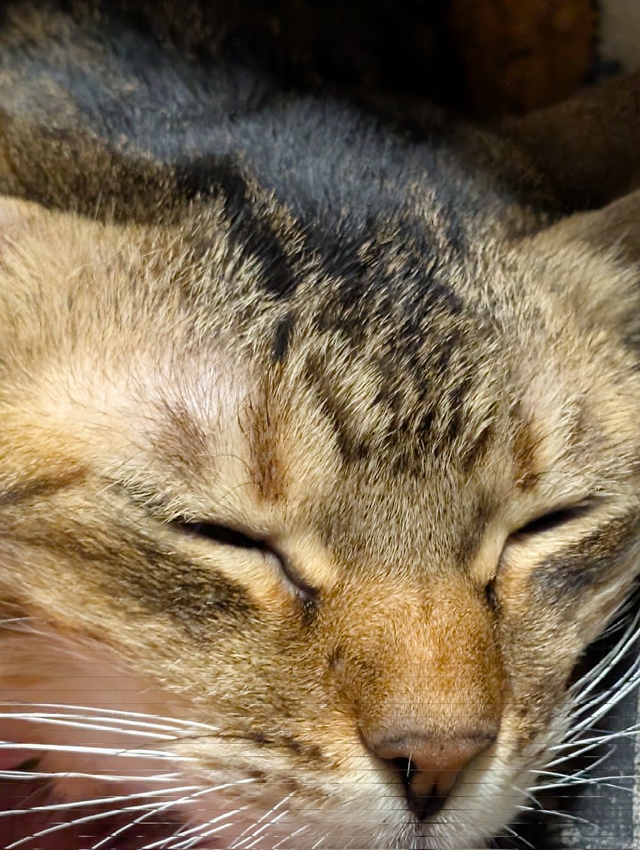 Post by てつくし on X: ねこ。