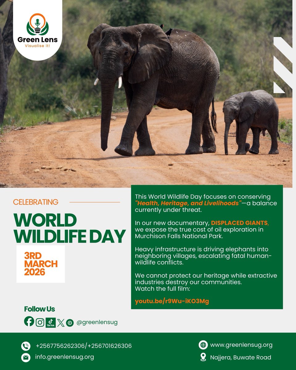 greenlensug's tweet photo. For World Wildlife Day, our new documentary DISPLACED GIANTS exposes the devastating impact of oil exploration in Murchison Falls National Park. 

Heavy infrastructure is displacing elephants into villages, destroying livelihoods and escalating fatal human-wildlife conflicts. 

Watch the real human and wildlife cost of this project:
👇https://t.co/XpxbPNw9al

@WildlifeDay @UNDPplanet @UNDP @UNDPUganda @ugwildlife @TotalEnergiesUG @AfiegoUg @YGCUganda @WWF @CITES @min_waterUg 
#WWD2026 #StopEACOP #GreenLensInternational #Uganda