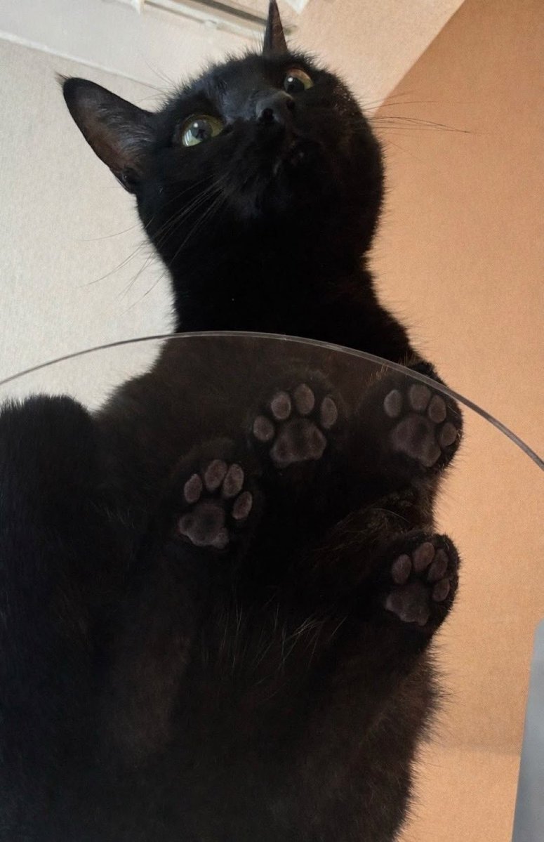 Black cats are not bad luck (@visualscat) on Twitter photo 