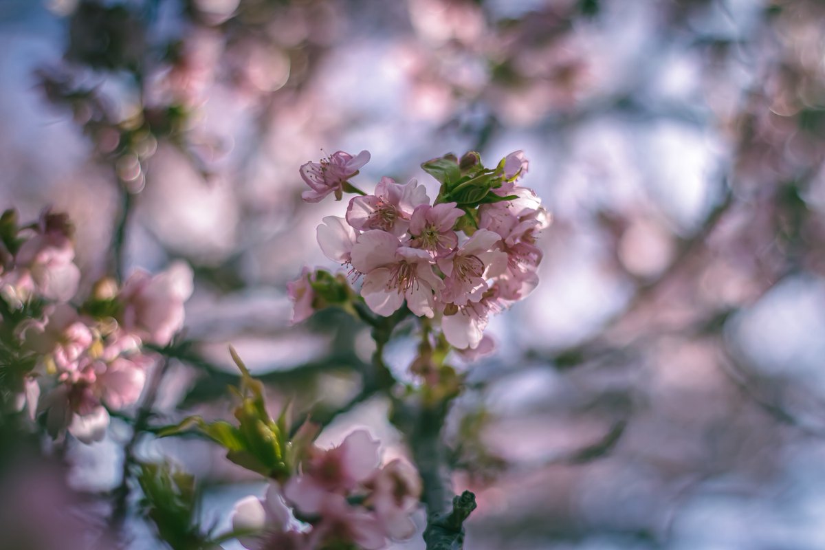 オールドレンズで見る桜 EOS 7D G.ZUIKO AUTO-S 50mm F1.4