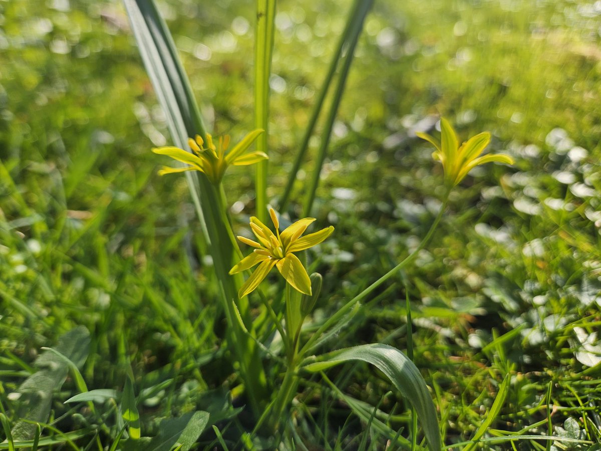 De eerste bloeiende Bosgeelster (Gagea lutea)!