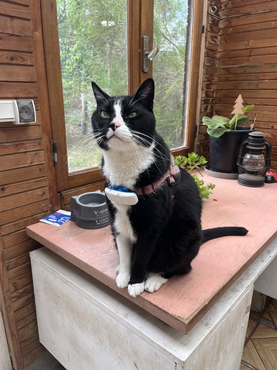 thanos_cat's tweet photo. L’association s’appelle asca les Andelys. Ils sauvent de nombreux chats. Merci aux bénévoles d’avoir fait entrer Thanos dans ma vie. https://t.co/ATvGJmyJNu