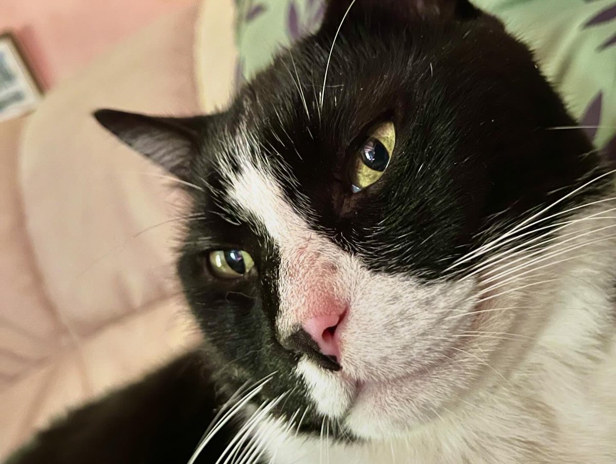 thanos_cat's tweet photo. L’association s’appelle asca les Andelys. Ils sauvent de nombreux chats. Merci aux bénévoles d’avoir fait entrer Thanos dans ma vie. https://t.co/ATvGJmyJNu