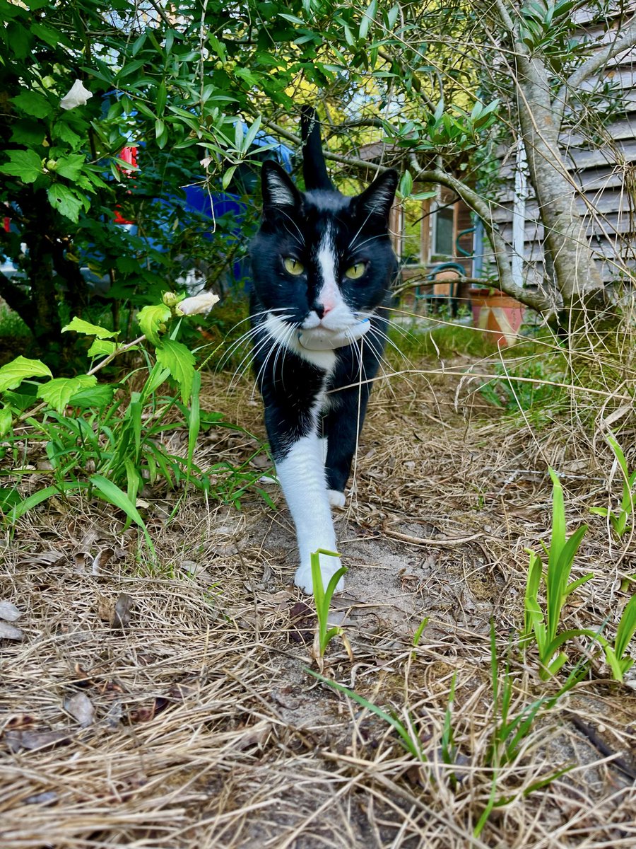 thanos_cat's tweet photo. L’association s’appelle asca les Andelys. Ils sauvent de nombreux chats. Merci aux bénévoles d’avoir fait entrer Thanos dans ma vie. https://t.co/ATvGJmyJNu