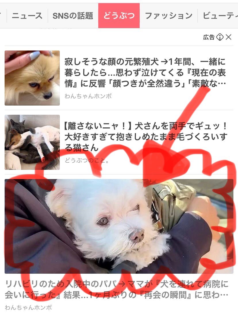 Yahoo!どうぶつタグに なっちゃんがいるよ〜👀🐶✨ みんなの所にはいる