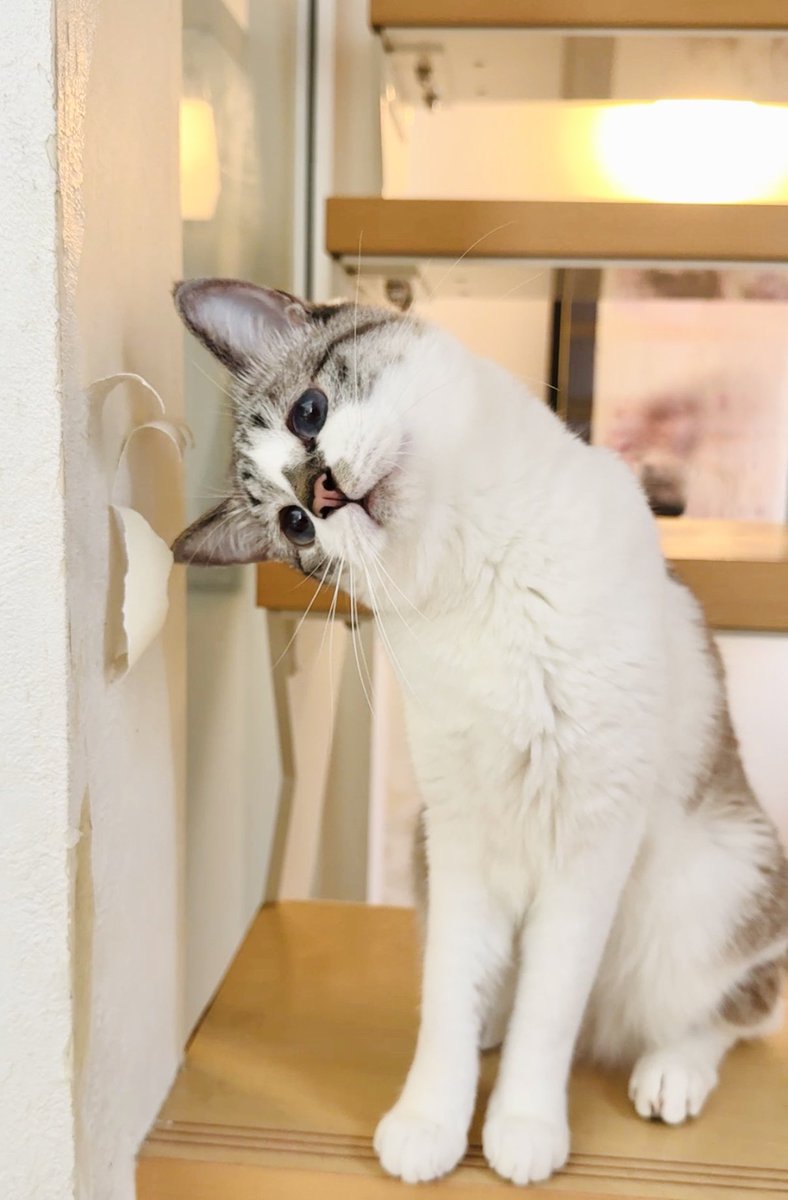 ぴえん猫ミント tweet media