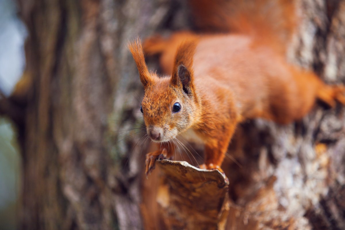 UK Squirrel Accord tweet media