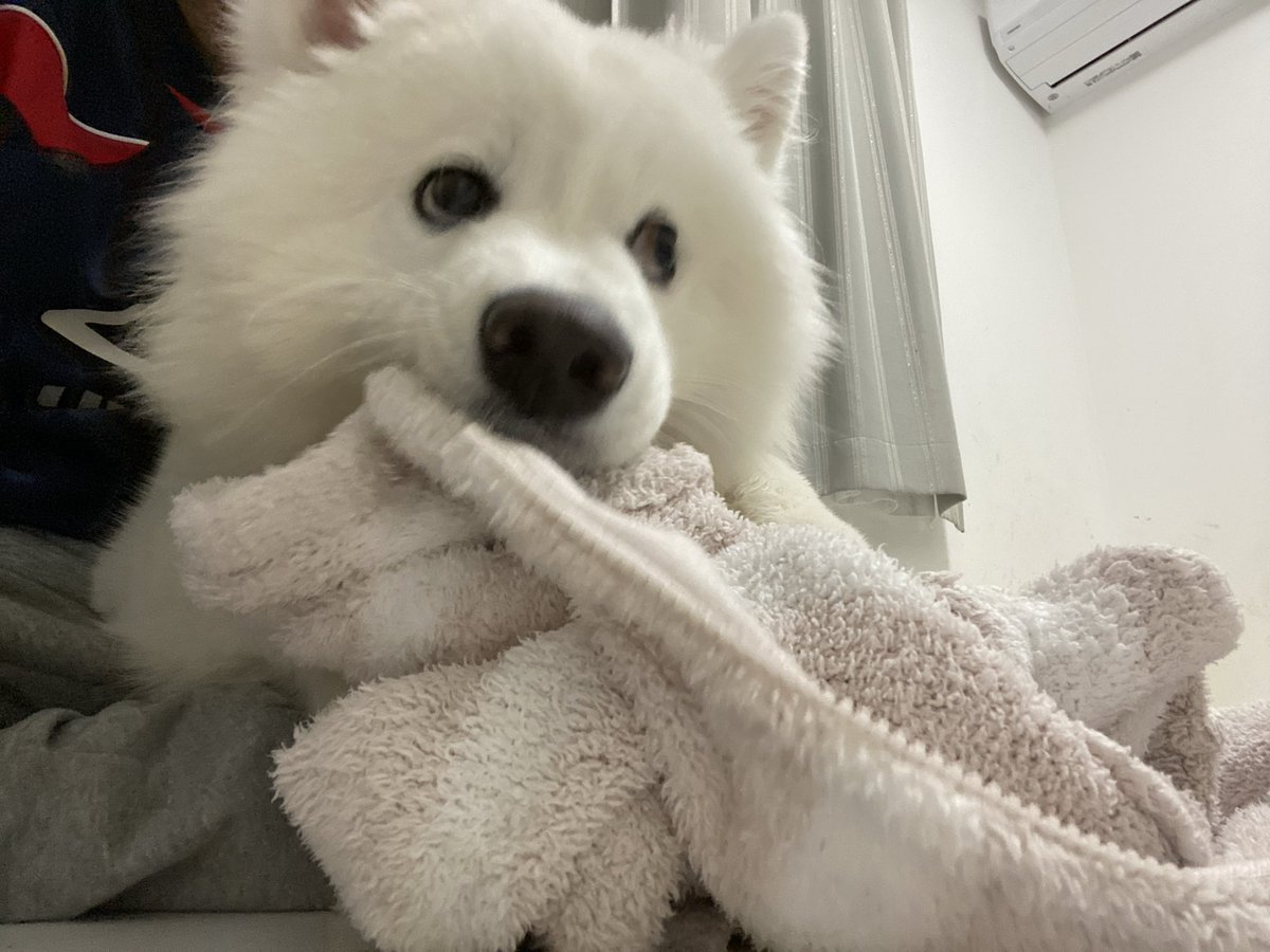 Post by ハマ太郎の日常【サモエド】 on X: はむはむタイム