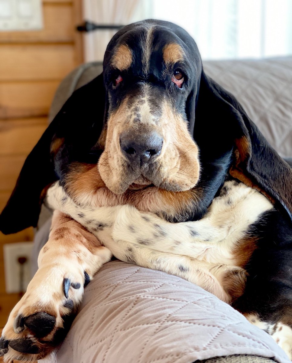 Mockler Bassets tweet media