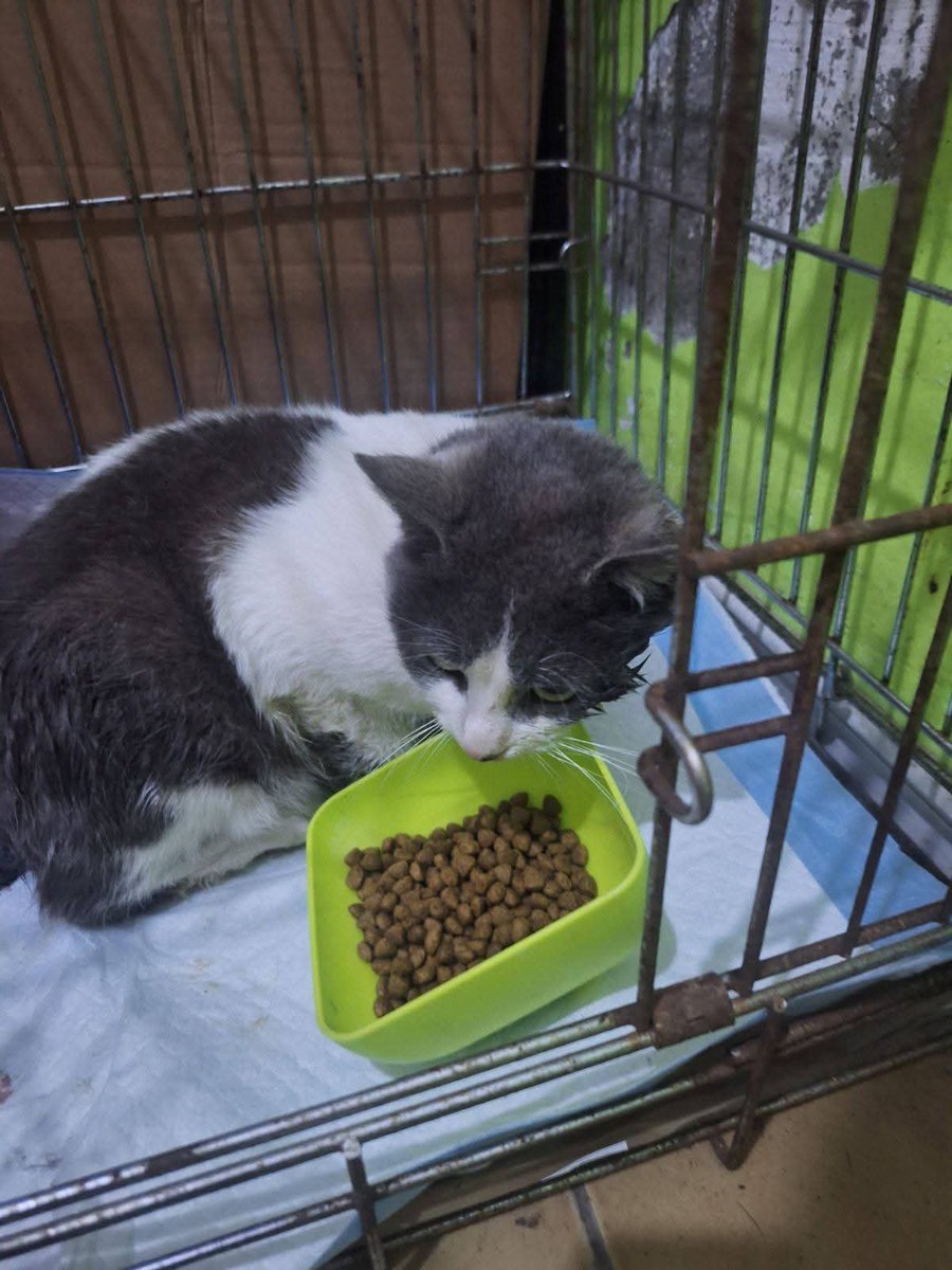 Milence- mladi mačak lokalac iz naselja Mala Bosna u St.Pazovi
Akcija hvatanja Milenceta je trajala danima. Hvala Sanja ❤️. Milence je imao povređen rep i prilikom hvatanja mu je otpao nekrotičan deo repa. Pretila mu je sepsa. Operaciju repa smo iskoristili da bude i kastriran.