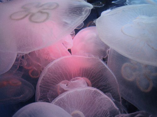 sweetmoonfish's tweet photo. hii!! kinda new to #nsfwtwt and finally decided to make a pinned!! 

🌺 22
🌺 bi (girls lean)
🌺 switch (sub>gentle dom)
🌺 soft &amp; hard kinks 
🌺 love videogames 
🌺 very eepy

dms are open, but i can disappear for a while!! life busy🥀 fish sad🥀 https://t.co/KvKDILi3xH