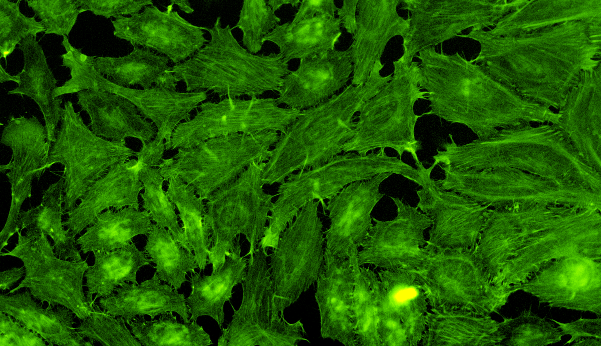 Spirochrome tweet media