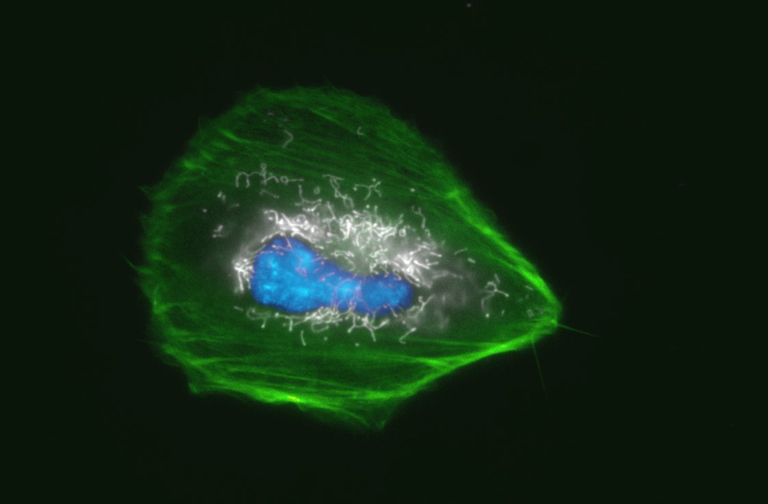 Spirochrome tweet media