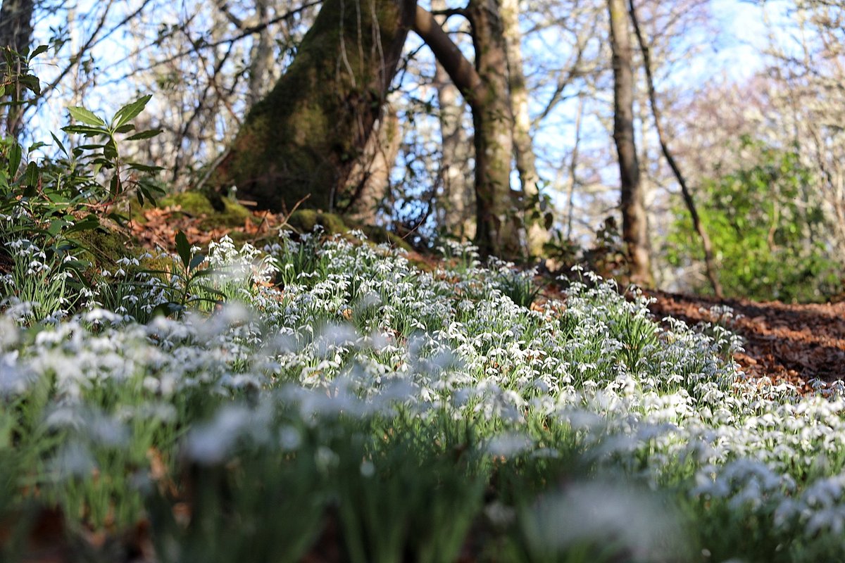 Robert Macleod tweet media