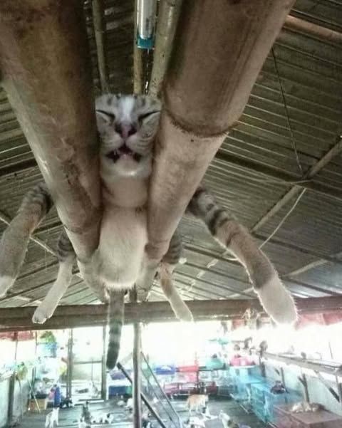 Tweets Of Cats (@tweetsofcats) on Twitter photo 