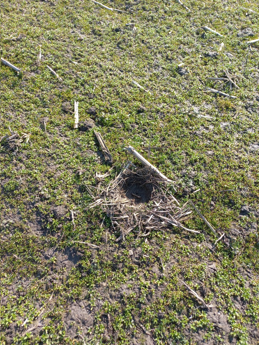 RustpuntDelagelinde tweet media