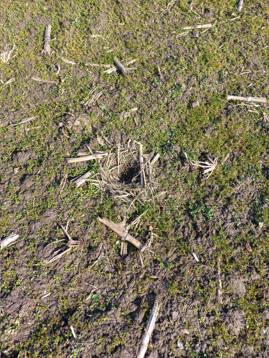 De spanning stijgt. Waar en wanneer wordt het 1ste kievitsei gevonden. Hier zijn de nestjes er al helemaal klaar voor.
#weidevogelbescherming 
#kievit 
#beleefdelente