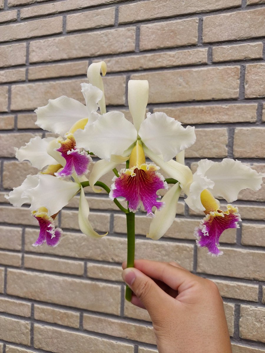 tomo42_2's tweet photo. ホントにいい花だった
１輪のサイズは小さかったけど、
５輪咲いたらやっぱりすごかった
rex の花はこれくらいしか見たことないけど、
リップの赤さとローブの黄色が濃くていい花だと思う
個体名付けたいけど、いいの思い浮かばない…

C. rex 
( JP,Ecuagenera ) https://t.co/37gbX4KzKk