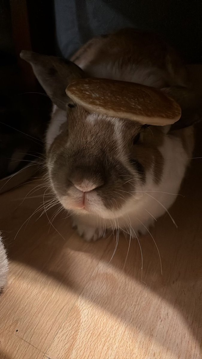 robyn 👱🏻‍♀️& paddy 🐰 tweet media