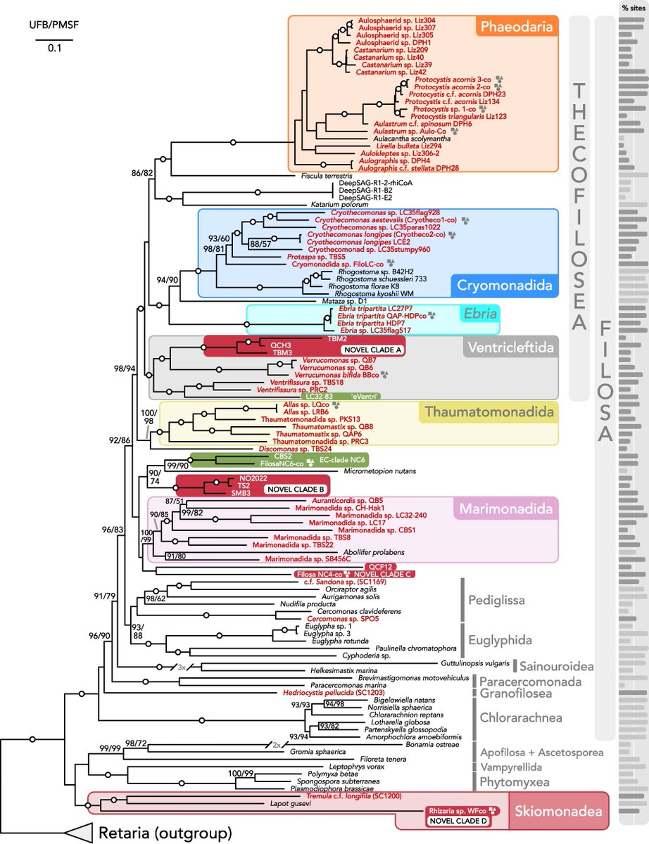 Evgenii Protasov tweet media