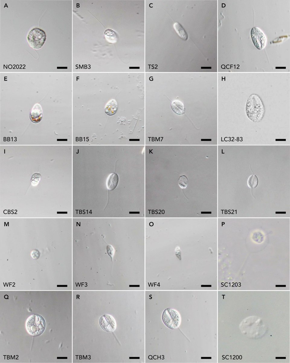 Evgenii Protasov tweet media