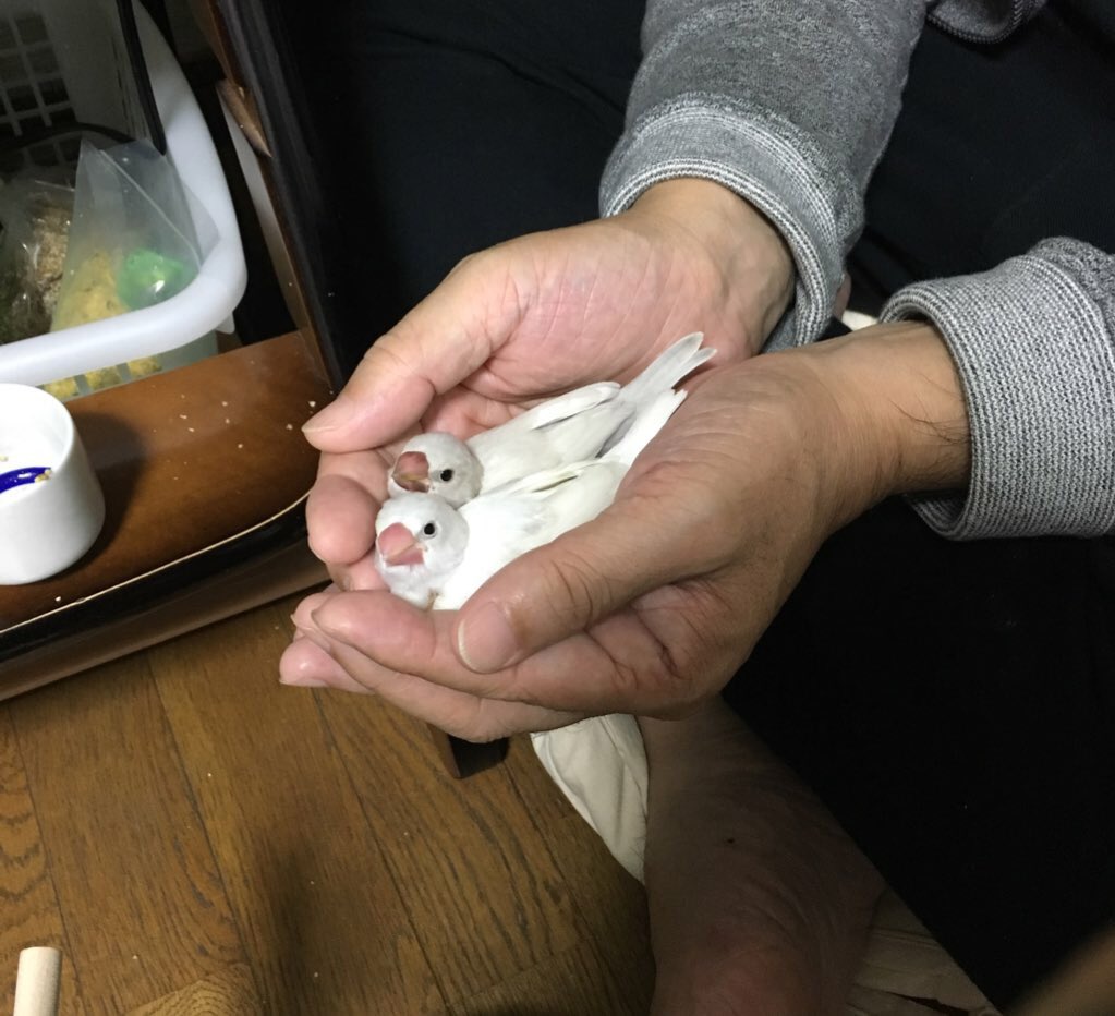 asaichi_2's tweet photo. はっ！！！ひな祭りやん！！ https://t.co/rgxDyJadT3