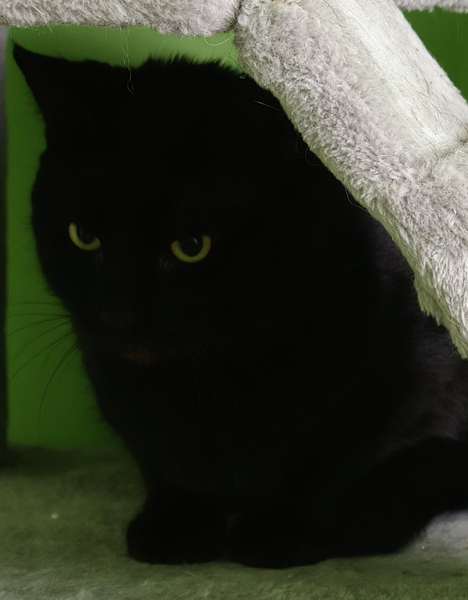 Serdecznie proszę o pomoc dla Wegielka. On musi pilnie być przebadany. To już ostatni dzwonek. 

zrzutka.pl/5zywr4