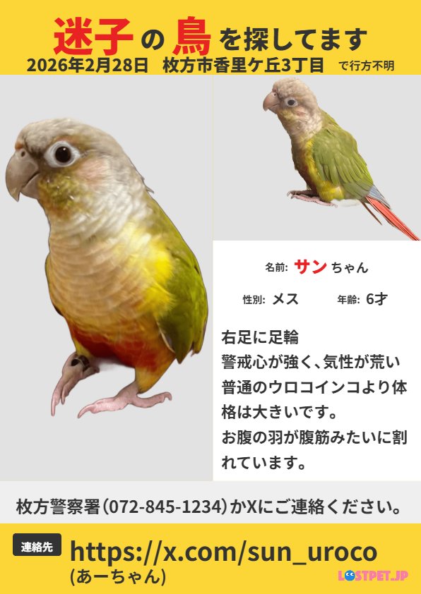 sun_uroco's tweet photo. #拡散希望　仕事終わり急いでチラシを配りました。250枚を飛んで行ったと思われる方向を重点的にポスティングさせて頂きました。#トップワールド香里ケ丘店　へも掲載して頂いてます。1人でも多くの方に見ていただけたら幸いです。#インコ迷子　#鳥　#枚方　#迷子　#ウロコインコ　#大阪　#頑張る https://t.co/utaQgSTatj